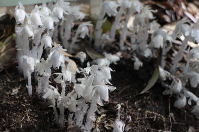 四の一　大神神社（銀竜草）