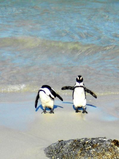 自然の”ペンギン”と一緒に泳げる美しいビーチ！＠ケープタウン.／南アフリカ