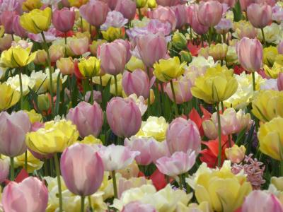 春爛漫の優雅な横浜♪　Ｖｏｌ25　☆山下公園：豪華客船の見える花の風景♪