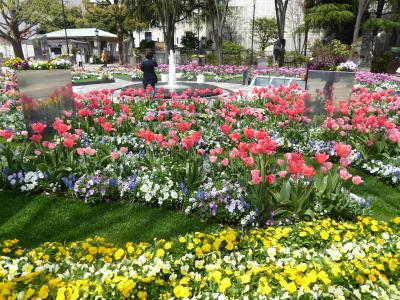 春爛漫の優雅な横浜♪　Ｖｏｌ26　☆山下公園から開港広場へ　咲き誇るチューリップや春の花♪