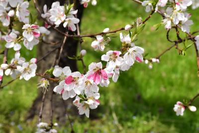 飯坂温泉 40品種に及ぶ「花ももの里」 2017（福島）