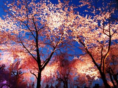 日本三大夜桜・高田城へ