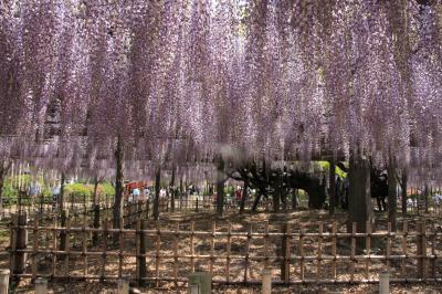 加須市 玉敷神社　　甘い香りに誘われて…ご近所公園で藤の花を満喫