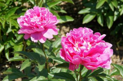 20170505-1 大阪 長居植物園で、薔薇や芍薬が咲き始めていたり
