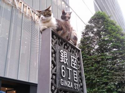 銀座猫