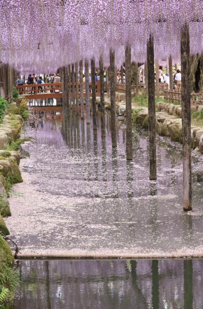 愛知の藤の人気スポットを訪ねる♪　津島天王川公園＆曼荼羅寺公園