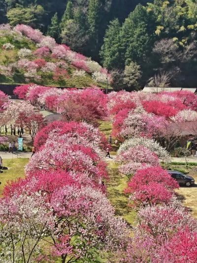 阿智村  満開の花桃と満天の星空