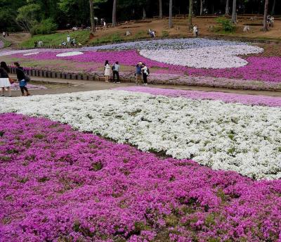 団塊夫婦の春の花巡りドライブ(2017ハイライト)ーちょっと遅かった芝桜・秩父羊山公園へ