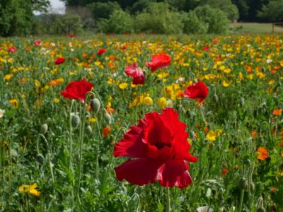 埼玉・国営公園第1号の武蔵丘陵森林公園の“春の花畑”を訪れて