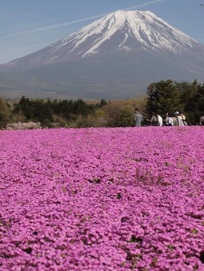 ２０１７富士芝桜祭り
