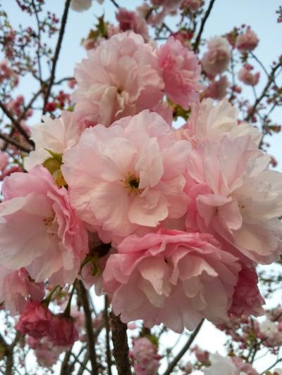 ちょっとそこまで〜大阪造幣局・桜の通り抜け編〜