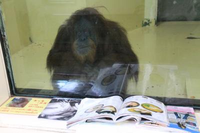 2017年のゴールデンウィーク唯一の遠征は信州長野の茶臼山動物園（３）ビントロングにはまたしても会えなかったけれど、これまで会い損ねたオランウータンとジェフロイクモザルとウォンバットのモモコちゃんに会えた他