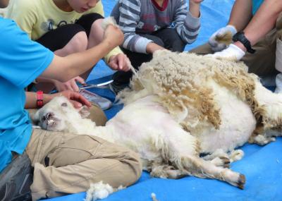 ゴールデンウィークは地元埼玉で過ごそう！（１）智光山公園こども動物園：GW中の県道の渋滞と駐車場を甘くみて車で向かったけど、コツメカワウソ親子のむしゃむしゃタイムに間に合った＆羊の毛刈りでポポちゃんお疲れさま！