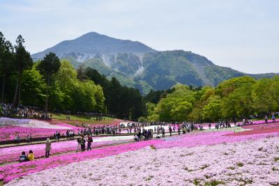 「  秩父　羊山公園　芝桜の丘　～秩父神社　さんぽ　」　2017