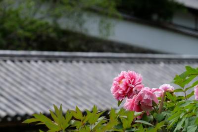 傘寿を越えて　奈良旅を　－２　牡丹の咲く　長谷寺へ
