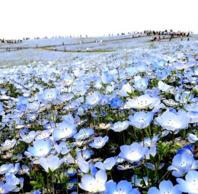 団塊夫婦の春の花巡りドライブ(2017ハイライト)ーちょうど見頃だったネモフィラ・ひたち海浜公園