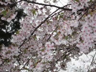 秋田　千秋公園の桜