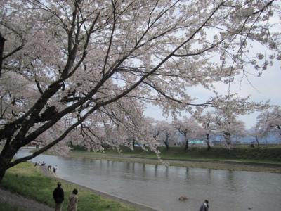 八乙女公園、道の駅なかせんの桜