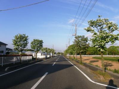早朝ウォーキング・・・⑦－1　久喜菖蒲公園へ野草や自然の営みを感じながら歩きます