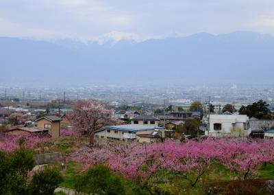 2017.4石和温泉旅行2終-山梨県立博物館かいじあむ，みさか桃源郷公園，一宮町花見台