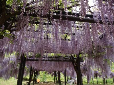 白井大町藤公園と白毫寺