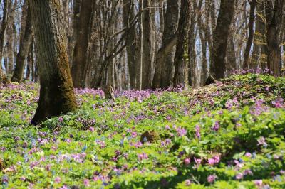 ＧＷは北の大地で春探し（１）カタクリと山野草のお花畑、男山自然公園