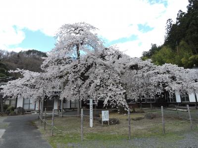 今年の春（花見）は、何処へも行けないので近所で我慢、意外に綺麗な上山市！花いろいろ