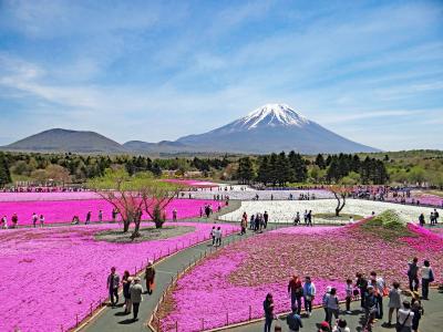 花の河口湖　2017富士芝桜まつり
