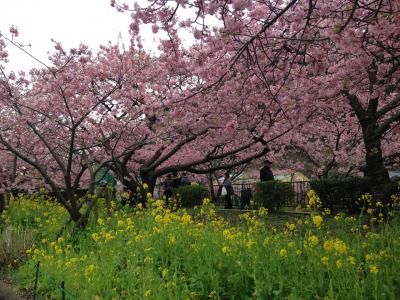 河津の桜