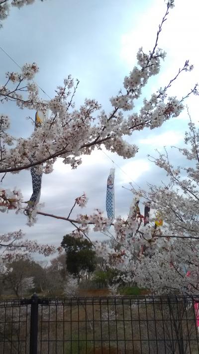 さくらの山公園