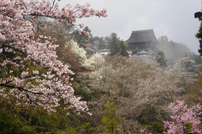 ちょっと早めの吉野山の桜と奈良の桜を満喫！②