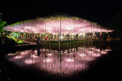 「あしかがフラワーパーク大藤まつり」ライトアップされた藤の香りに包まれるGW最終日。