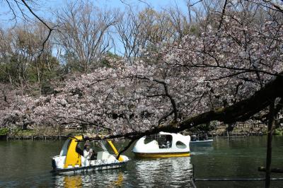 井の頭公園でお花見