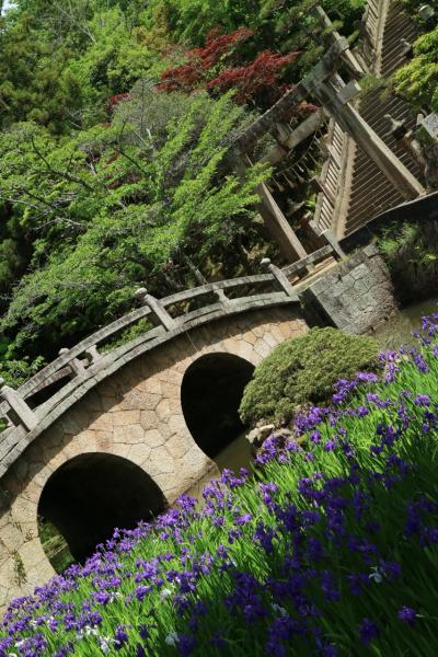 カキツバタ綻ぶ菅原神社に行ってミタ！