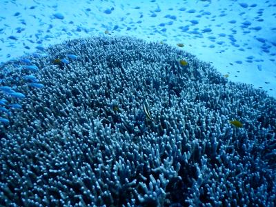 やっと行けた、阿嘉島での まったりダイビングの予定が?!