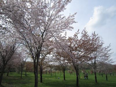 北海道は、まだまだ桜お花見中！鷹栖町パレットヒルズ♪