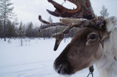 6歳児と初フィンランド♪【１】出国・サンタ村・トナカイファーム
