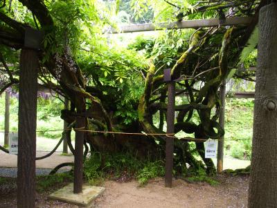 才ノ神の藤・普門寺の白藤2017