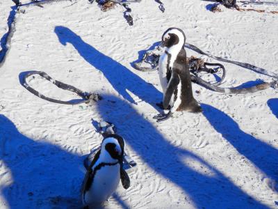 2017 南アフリカの旅2 ケープポイントからケープオブ・グッドホープまで歩きました。