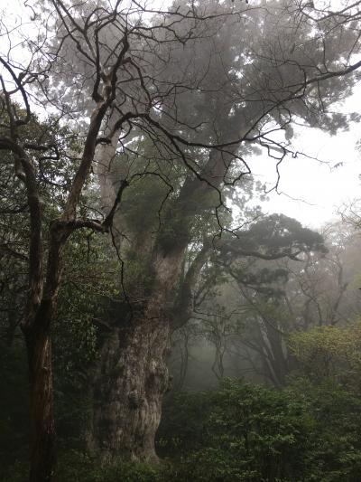 屋久島旅行３泊４日＋α　素晴らしい自然、食、そして人〔その２：５／３雨の縄文杉ハイキング〕（２０１７年ＧＷ）