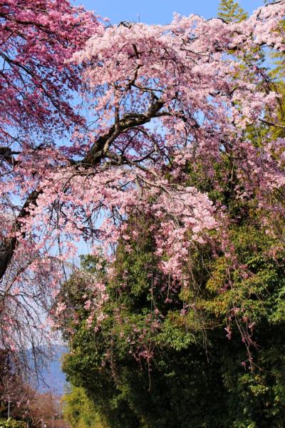 2017年春の京都、桜は遅かったけど楽しめました。最終日（左野藤右衛門邸、祇園白川）