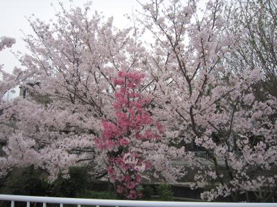 近所の桜（花見）