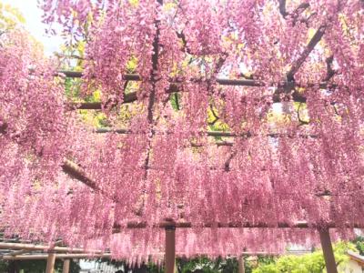 ＧＷ恒例　　江南市 曼陀羅寺【 藤まつり 】