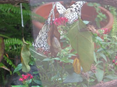 西表島と石垣島のビーチめぐり5泊6日の旅（羽田～石垣島～西表島6日目）