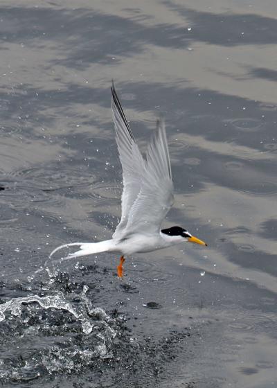 野鳥撮影記録（２０１７年５月）その６・近所