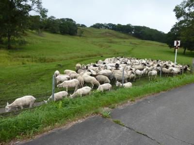 北海道 道東の旅 ～もこもこ羊を探して～