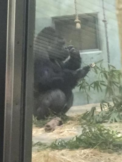 名古屋　イケメンゴリラ、シャバーニに会いに東山動物園へ