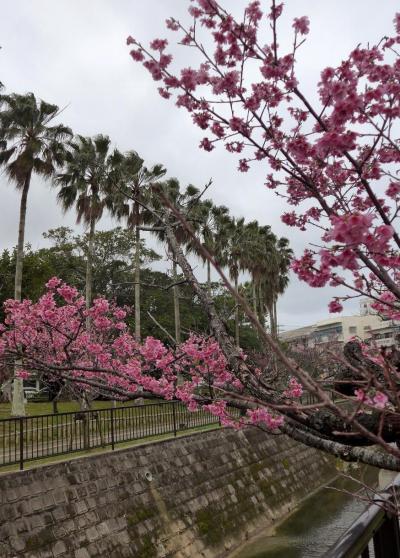 【2017JAL修行その3⑤】今度はOKA-HKG、荒天のお花見になった往復Fクラスの那覇買い出し旅（3日目その2＆4日目）