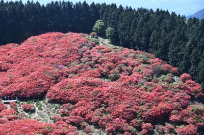 奈良県葛城山のツツジ園