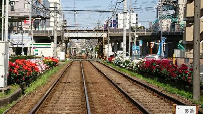 昨日のリベンジでもう一度、町屋のバラの市。だけど。。。